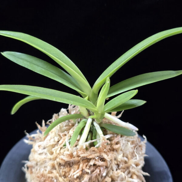 백기보 白奇寶 Baekgibo ( White root)