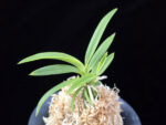 백기보 白奇寶 Baekgibo ( White root)