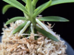 백기보 白奇寶 Baekgibo ( White root)