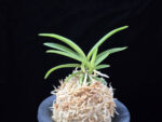 백기보 白奇寶 Baekgibo ( White root)