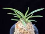 백기보 白奇寶 Baekgibo ( White root)