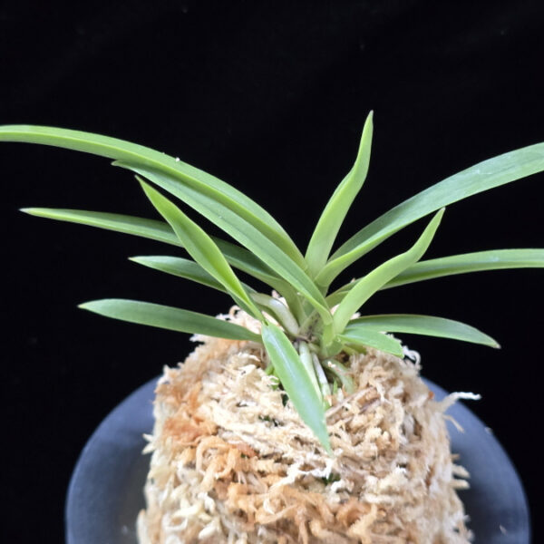 백기보 白奇寶 Baekgibo ( White root)