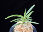 백기보 白奇寶 Baekgibo ( White root)