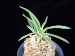 백기보 白奇寶 Baekgibo ( White root)