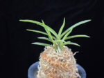 백기보 白奇寶 Baekgibo ( White root)