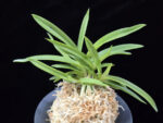백기보 白奇寶 Baekgibo ( White root)