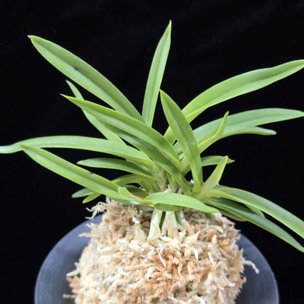 백기보 白奇寶 Baekgibo ( White root)