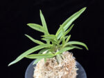 백기보 白奇寶 Baekgibo ( White root)
