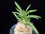 백기보 白奇寶 Baekgibo ( White root)