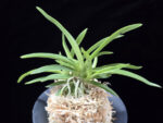 백기보 白奇寶 Baekgibo ( White root)