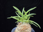 백기보 白奇寶 Baekgibo ( White root)