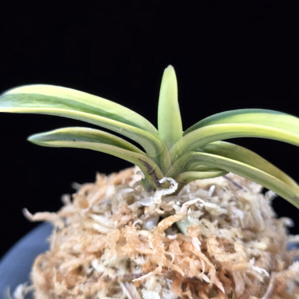 취화금 翠華錦 Suikanishiki