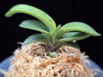 취화전묵 翠華殿墨 Suikaden Sumi