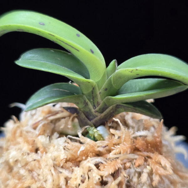 취화전묵 翠華殿墨 Suikaden Sumi