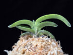 취화전묵 翠華殿墨 Suikaden Sumi