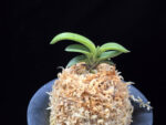 취화전묵 翠華殿墨 Suikaden Sumi