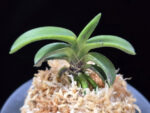취화전묵 翠華殿墨 Suikaden Sumi