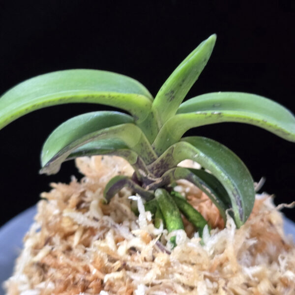 취화전묵 翠華殿墨 Suikaden Sumi