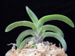 취화전묵 翠華殿墨 Suikaden Sumi