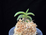취화전묵 翠華殿墨 Suikaden Sumi